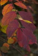 1st Nov 2019 - LHG_9000_colorful leaves