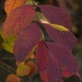 LHG_9000_colorful leaves by rontu