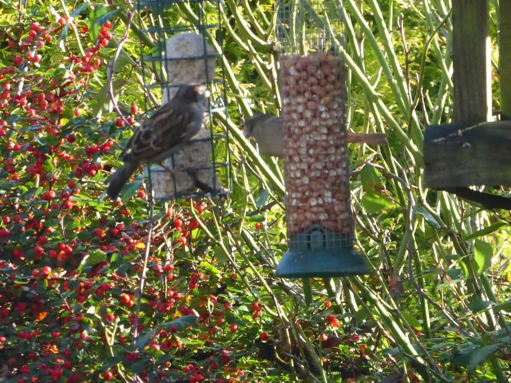these sparrows tucking in the feeders   by snowy