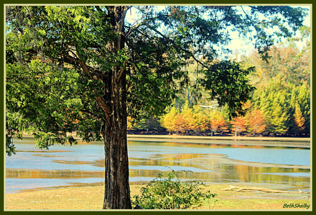 Still Green Tree Beside the Lake by vernabeth