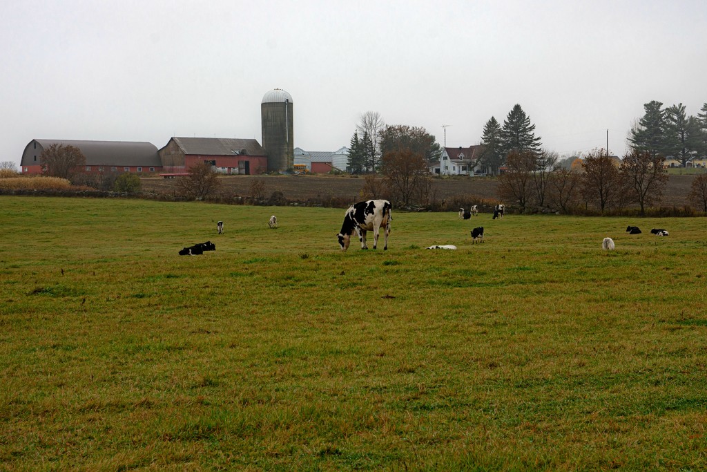 Still on Pasture  by farmreporter