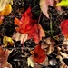 Fall Colors by ramr