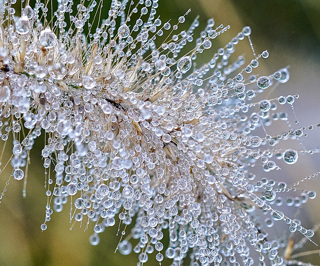 Droplets #2  by gardencat