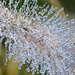 Droplets #2  by gardencat