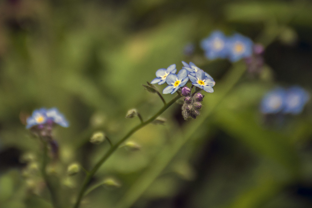 Forget-Me-Not by nickspicsnz
