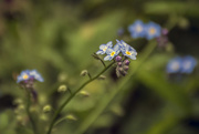 30th Oct 2019 - Forget-Me-Not