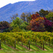 Autumn Vineyard by photographycrazy