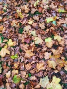 2nd Nov 2019 - Autumn Leaves