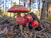 26th Oct 2019 - Funghi