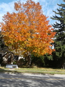 17th Oct 2019 - beautiful tree on my walk