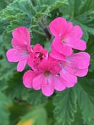 1st Nov 2019 - Pelargonium