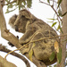 a little break by koalagardens