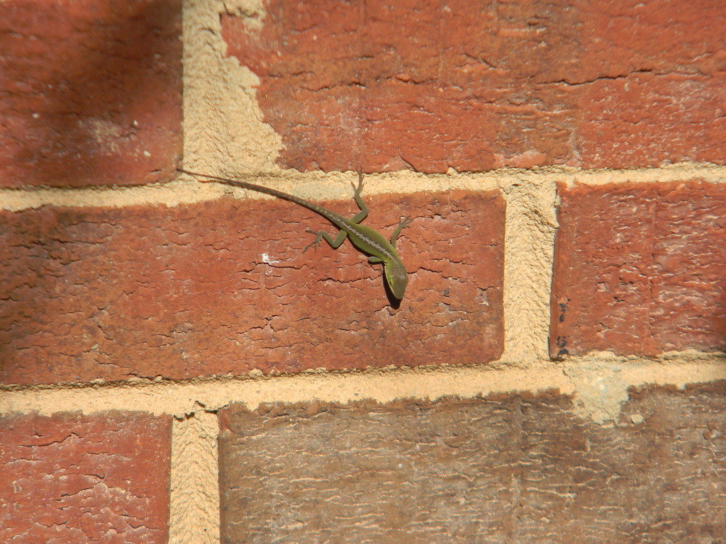 Lizard on Side of house by sfeldphotos