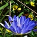 Water Lily & A Bee ~  by happysnaps