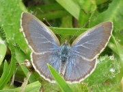 9th Jan 2011 - Blue butterfly