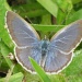 Blue butterfly by alia_801