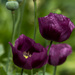 Purple Poppies by seacreature