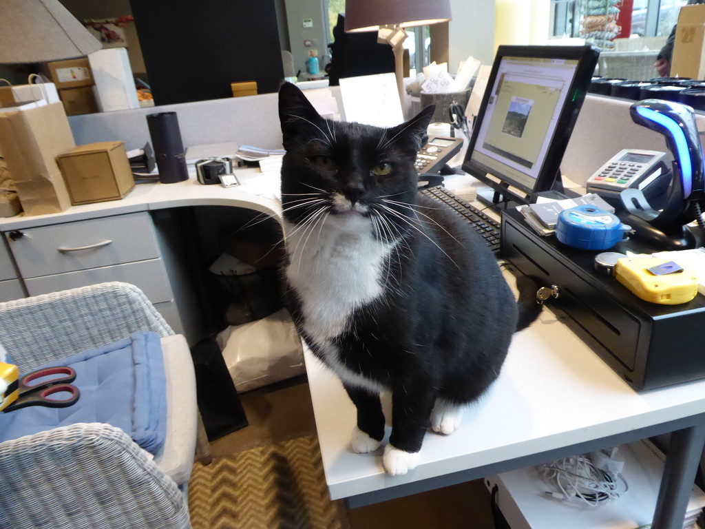 The new Office Manager by snowy
