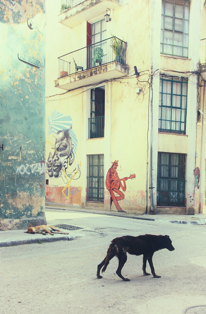 It's a dog's life in Havana by pdulis
