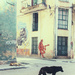 It's a dog's life in Havana by pdulis