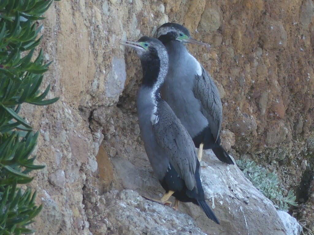 Spotted shag by ideetje