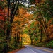 Autumn Canopy by photographycrazy