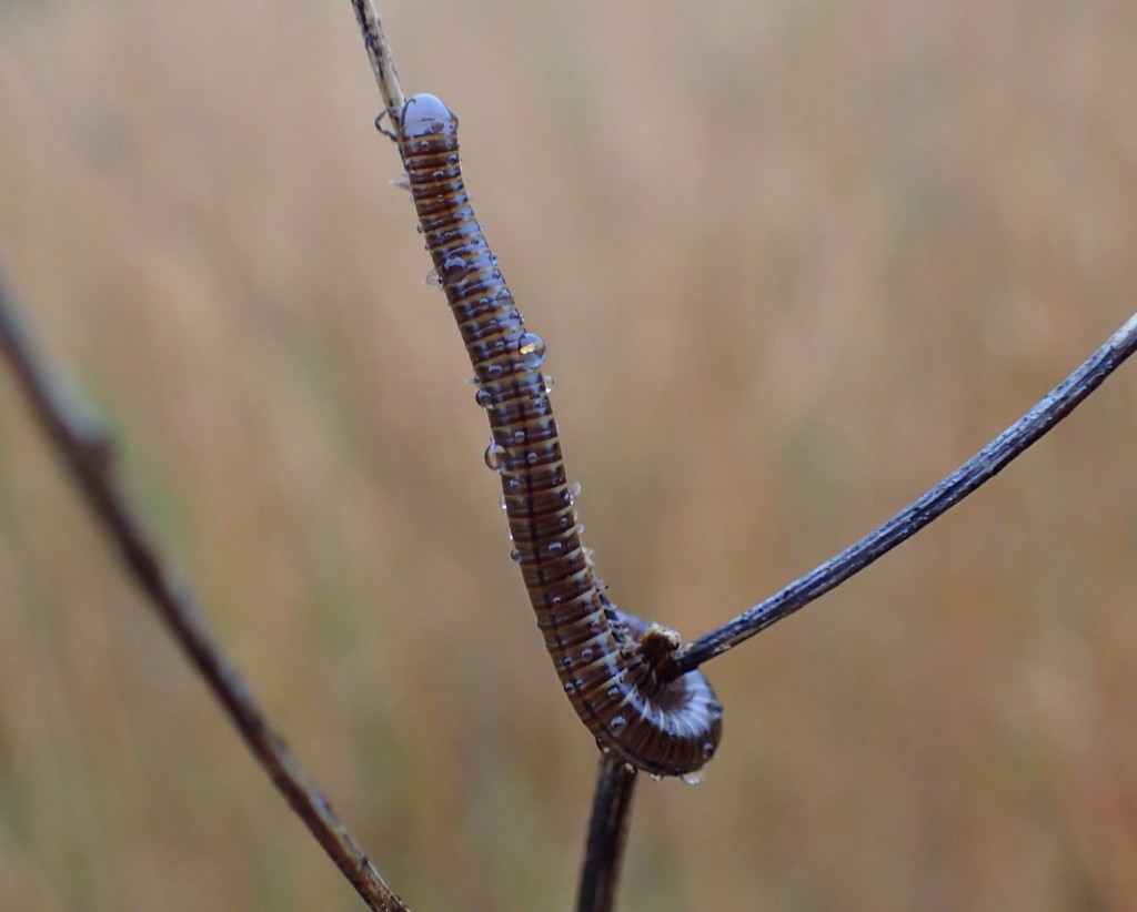 Centipede by cjwhite