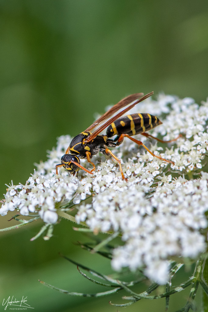 Paper Wasp by yorkshirekiwi