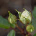 first buds by ulla