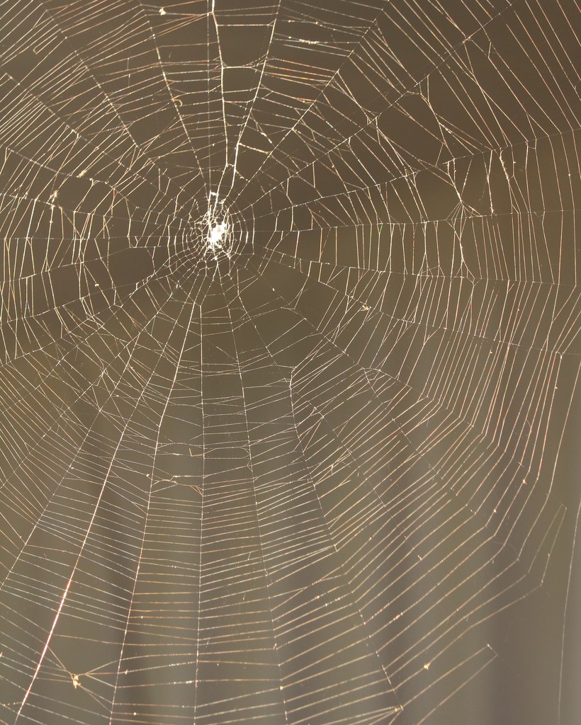 September 20: Spider Web by daisymiller