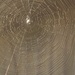 September 20: Spider Web by daisymiller