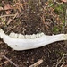 Jawbone (possibly deer) by mattjcuk