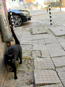 12th Oct 2019 - Black cat and broken paving