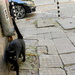 Black cat and broken paving by boxplayer