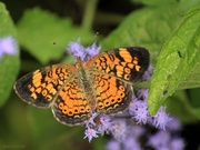 4th Sep 2019 - Pearl Crescent … with photo-bombing ant