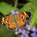 Pearl Crescent … with photo-bombing ant by rhoing
