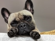 3rd Nov 2019 - Too cute to mess with Frenchie