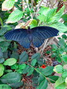 3rd Nov 2019 - Battus Swallowtail or Midnight Swallowtail