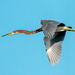 flying heron by jernst1779