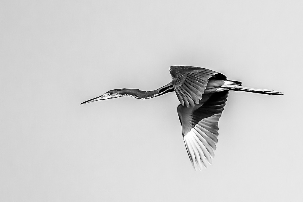 flying heron by jernst1779