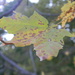 Maple Leaf on Tree  by sfeldphotos