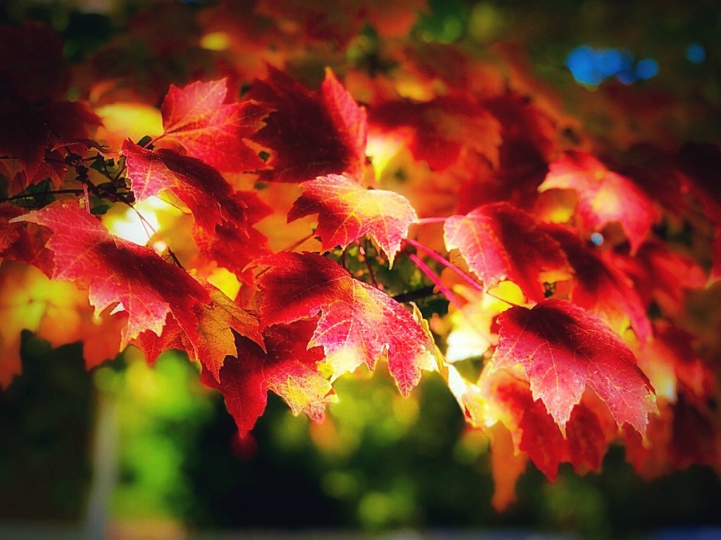 Autumnal Sunshine by gardenfolk