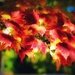 Autumnal Sunshine by gardenfolk