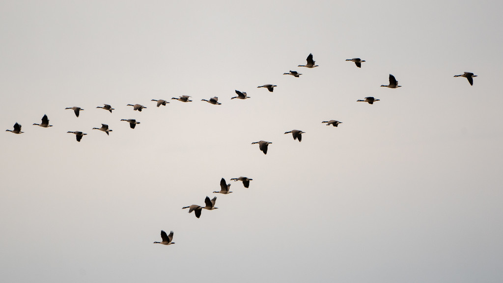 twenty seven geese by rminer