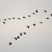 twenty seven geese by rminer