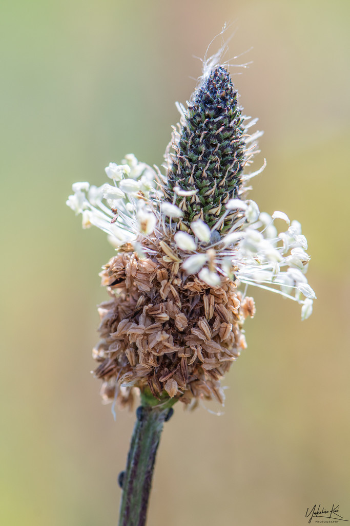 Grass seed head by yorkshirekiwi