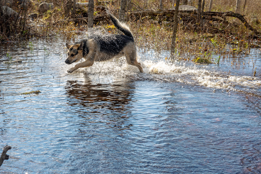 Last Romp Through the Water (I think) by farmreporter