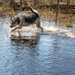 Last Romp Through the Water (I think) by farmreporter