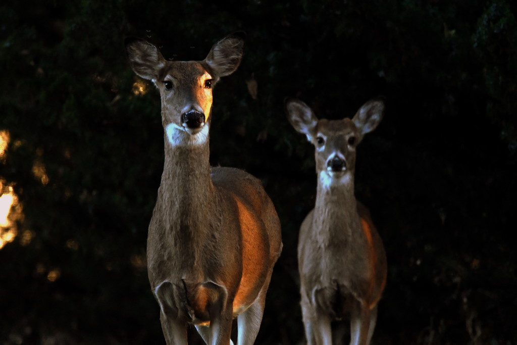 Deer at Sunset by kareenking