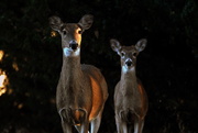 3rd Nov 2019 - Deer at Sunset